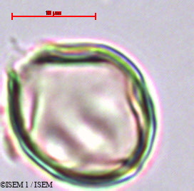 ISEM 1/Saurauia_rusbyi_29454/Saurauia_rusbyi_29454_0004(copy).jpg